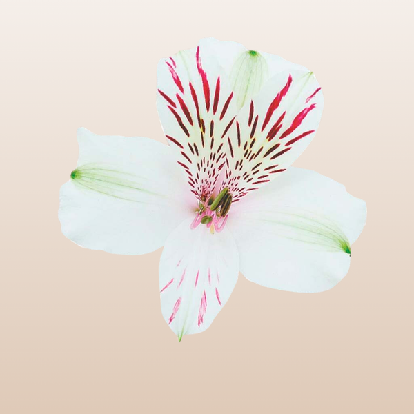 White Alstroemeria near me - EbloomsDirect