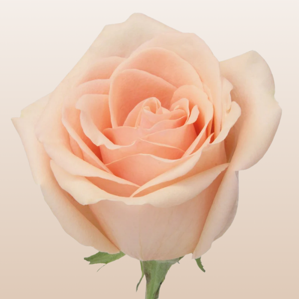 AlejandraRoses_1_grande.png?v=