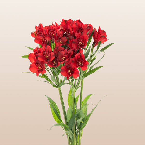 Red Alstroemerias Near me- EbloomsDirect
