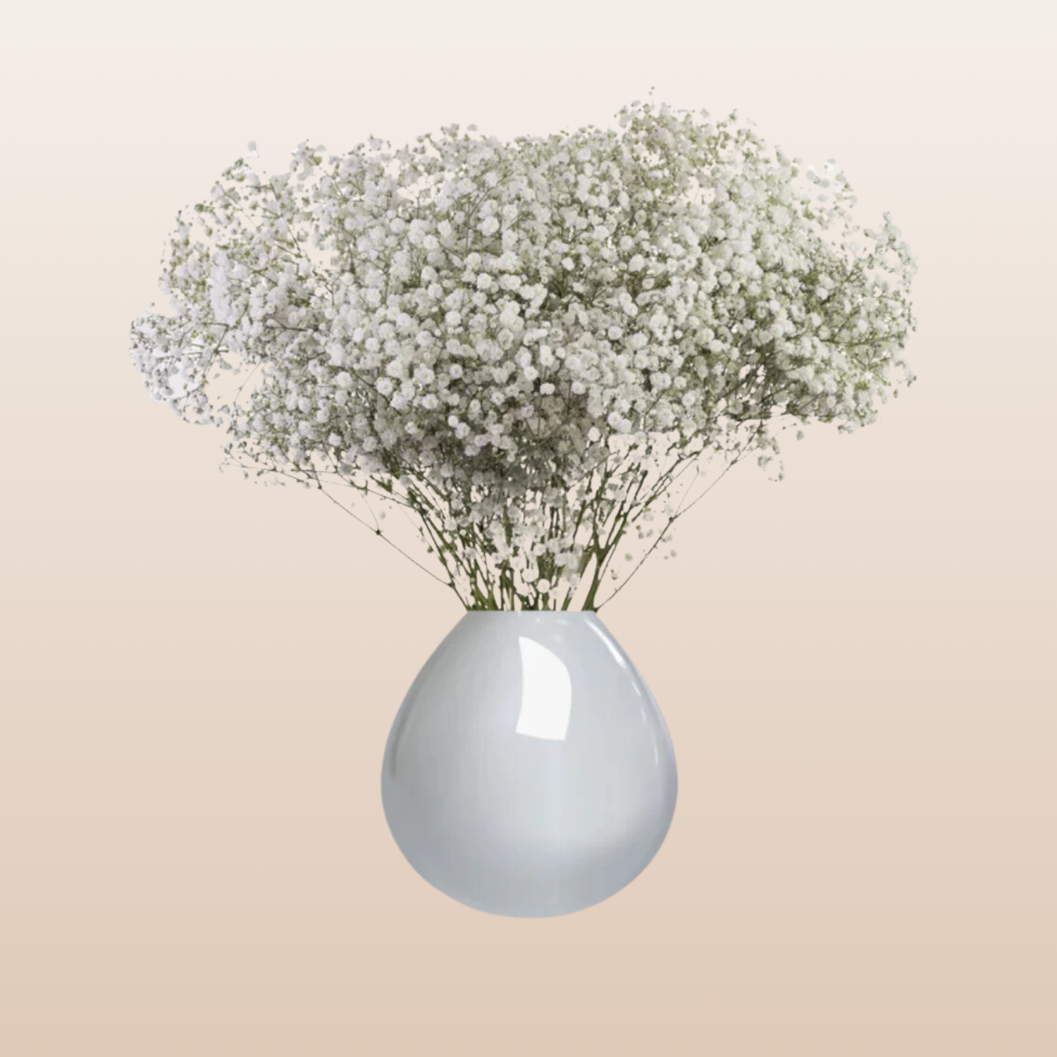 Baby's Breath Xlence – EbloomsDirect