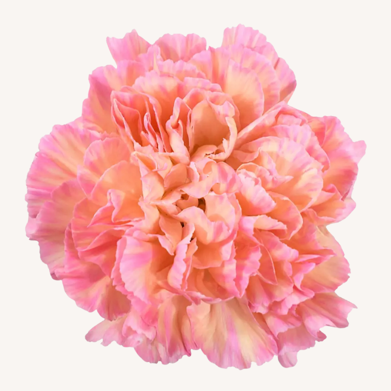 Carnation Orange Minami – EbloomsDirect