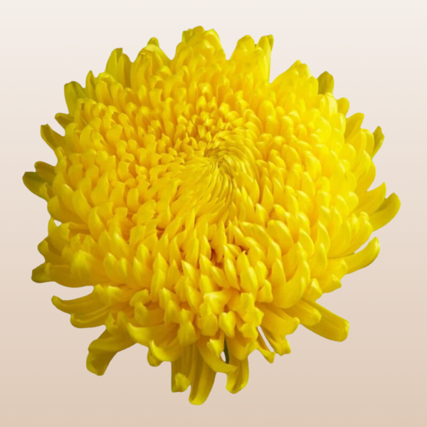 ChrysanthemumYellowAstroid_2_g