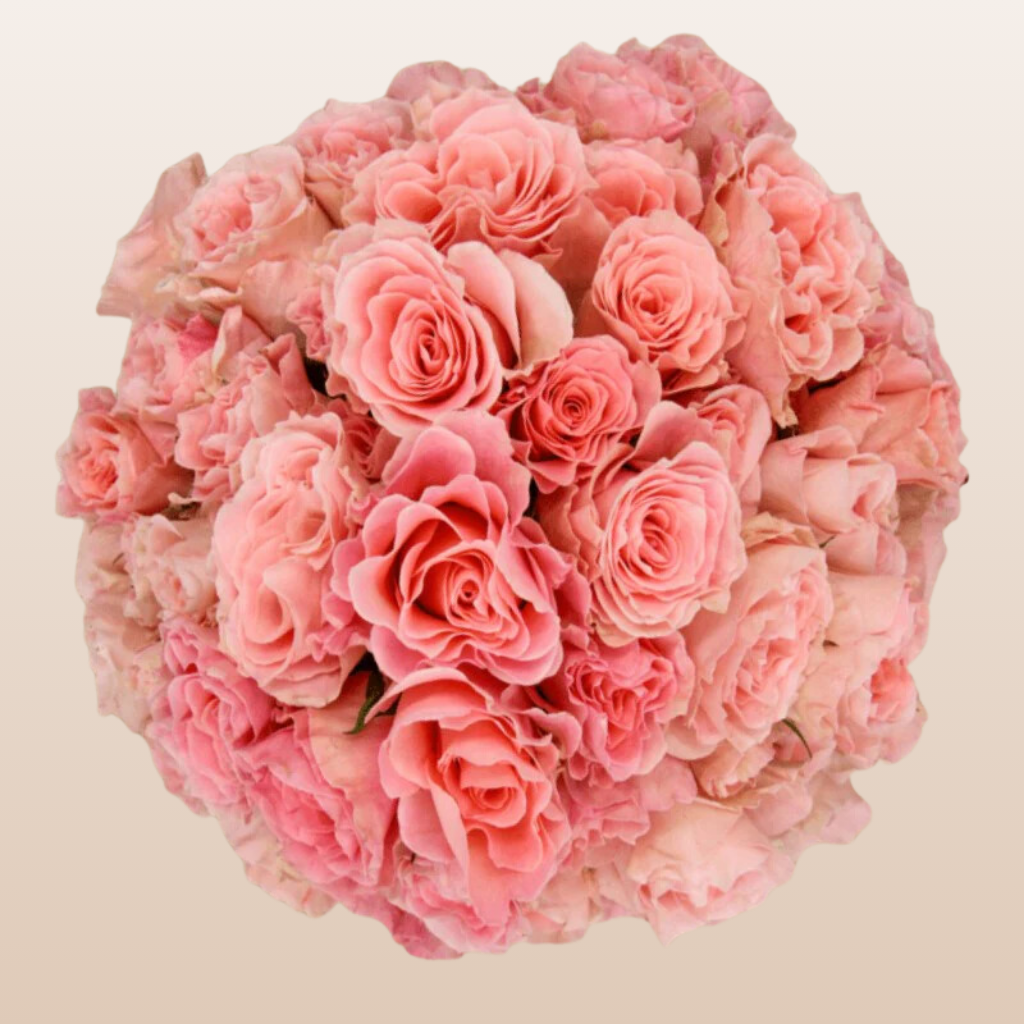 garden spray rose Constellation Pink Spray Rose | Free Delivery Near Me