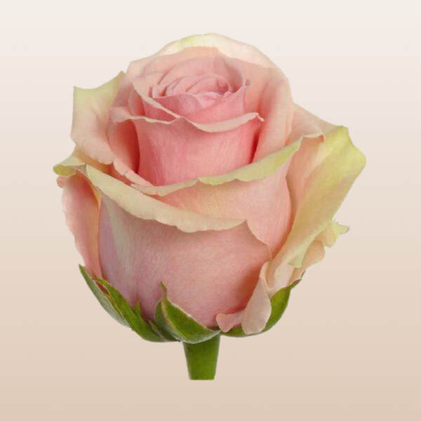 GeraldineRoses_1_ac712993-3282