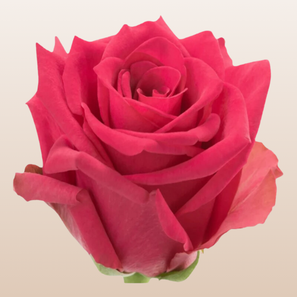Hot Explorer Rose Variety - Hot Pink Roses near me - EbloomsDirect