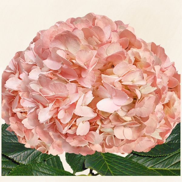 Hydrangea_Tinted_Peach_grande.