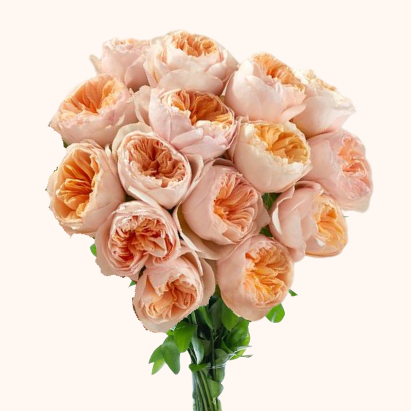 juliet rose flower seeds Juliet David Austin Garden Roses Peach- Free Delivery $80 – EbloomsDirect