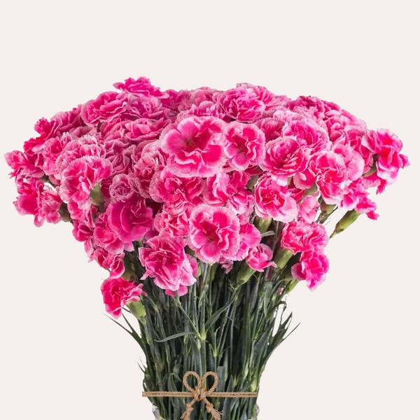 Mini Carnations Bicolor Hot Pink Cherry Tessino – EbloomsDirect Mini Carnations Bicolor Hot Pink Cherry Tessino – EbloomsDirect