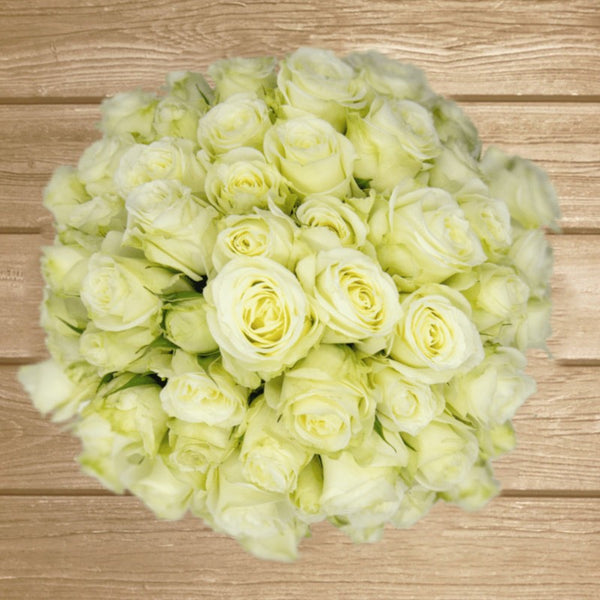 Pascua Ivory Spray Rose - EbloomsDirect – Eblooms Farm Direct Inc.