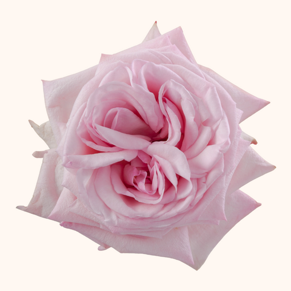 ♡Rose rose♡ Happy Thursday Everyone !! 🌹🌹🌹 #rose #rosephotography