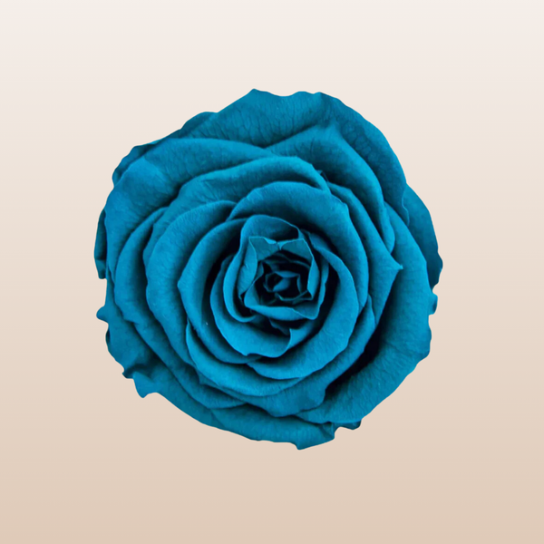 Preserved Roses Cyan Blue – EbloomsDirect