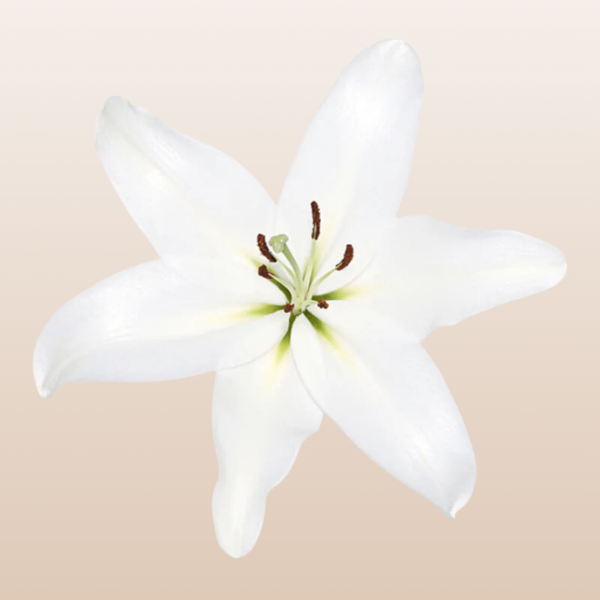 SantanderWhiteOLilies_1_grande