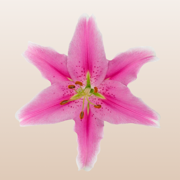 Lily Lily Oriental Zorro Dark Pink 3/5 Blooms - FMI Farms