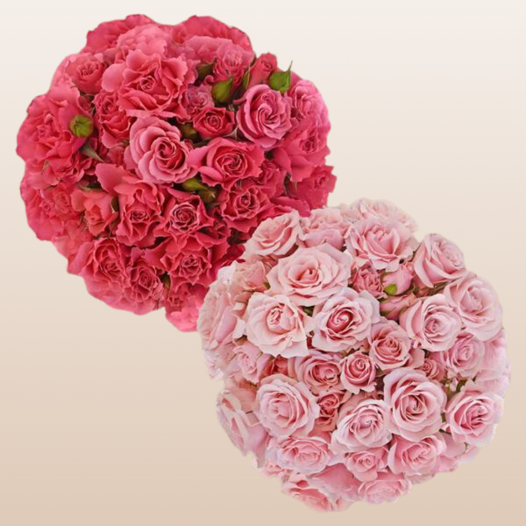 spray rose vs garden rose Spray Roses Hot Pink & Light Pink Near Me Free Delivery EbloomsDirect