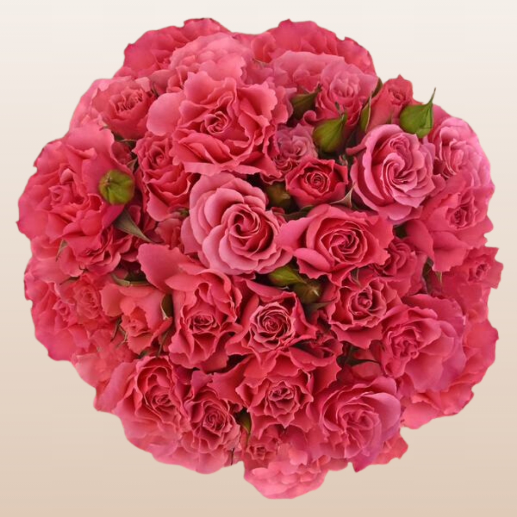 Fresh Spray Roses Hot Pink Near Me | Free Delivery – EbloomsDirect