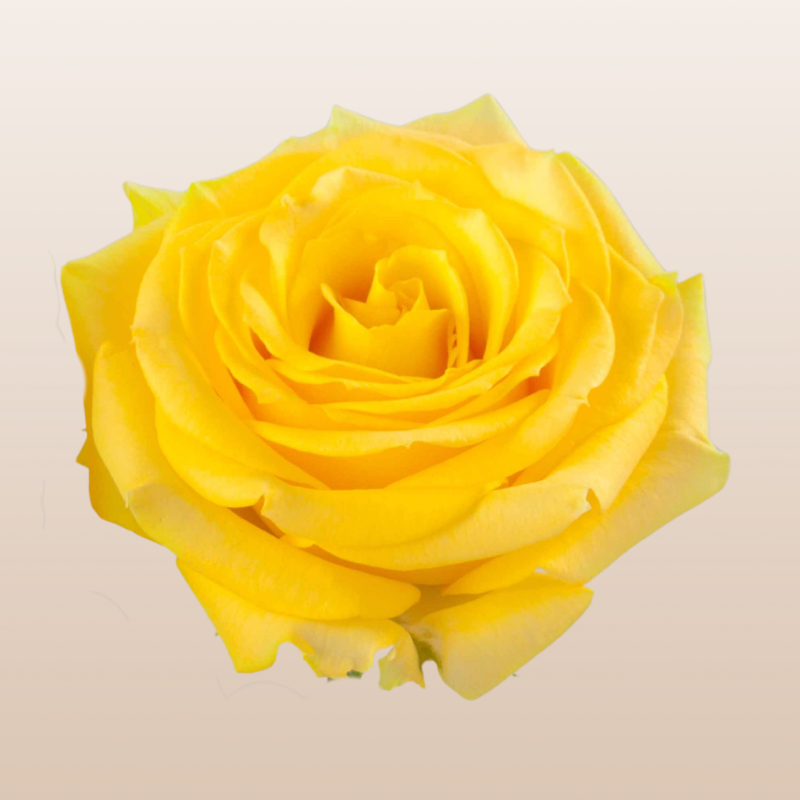 roseさん用 Super Sun Rose Variety - EbloomsDirect