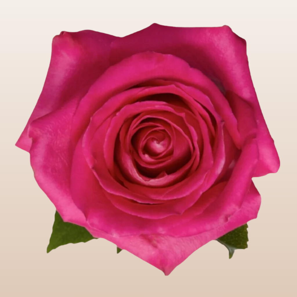 トップス rose Topaz Rose Variety - Hot Pink Roses near me - EbloomsDirect