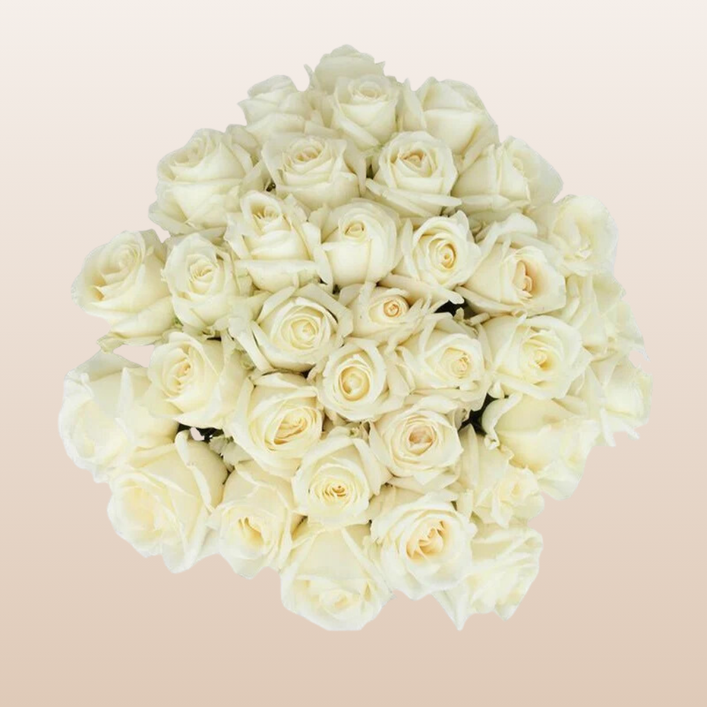 White Chocolate Roses – EbloomsDirect