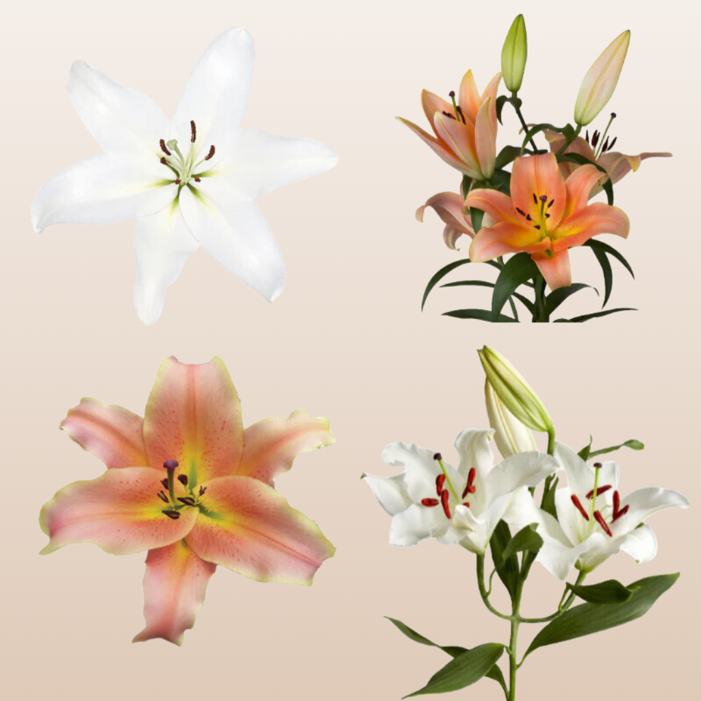 peach asiatic lilies White and Peach Oriental Lilies