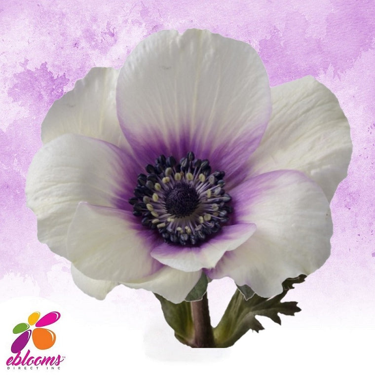 Anemones Bicolor White/Purple