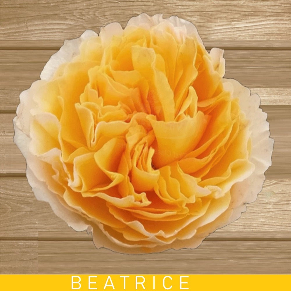 Beatrice Garden Roses