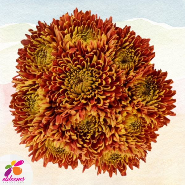 Chrysanthemum Bronze Blaze EbloomsDirect Eblooms Farm Direct Inc.