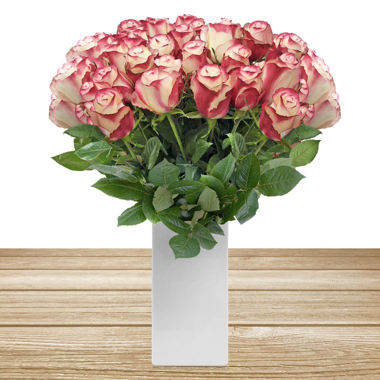 Roses Bicolor White and Red 60 cm Long Stem