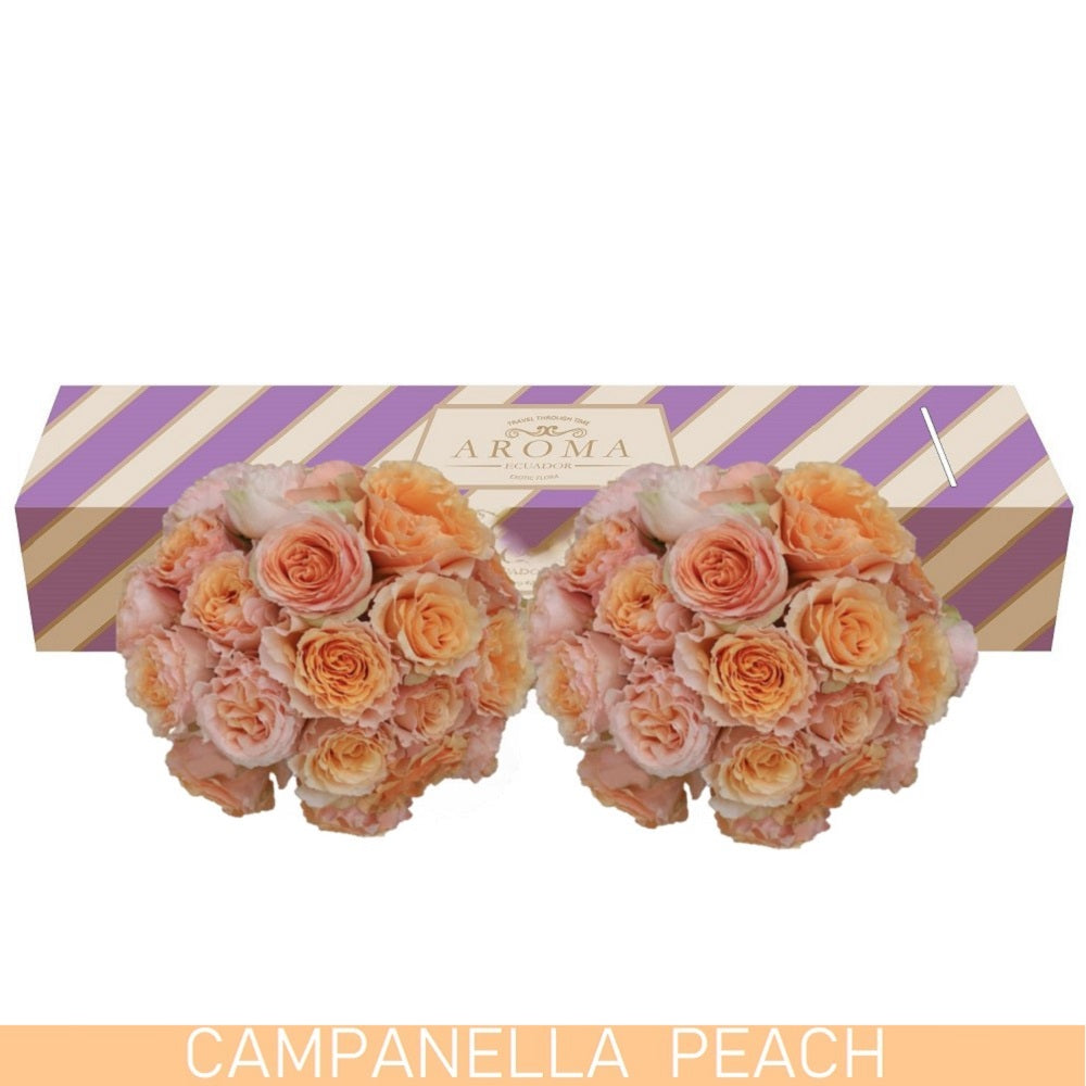 Campanella Peach Garden Roses