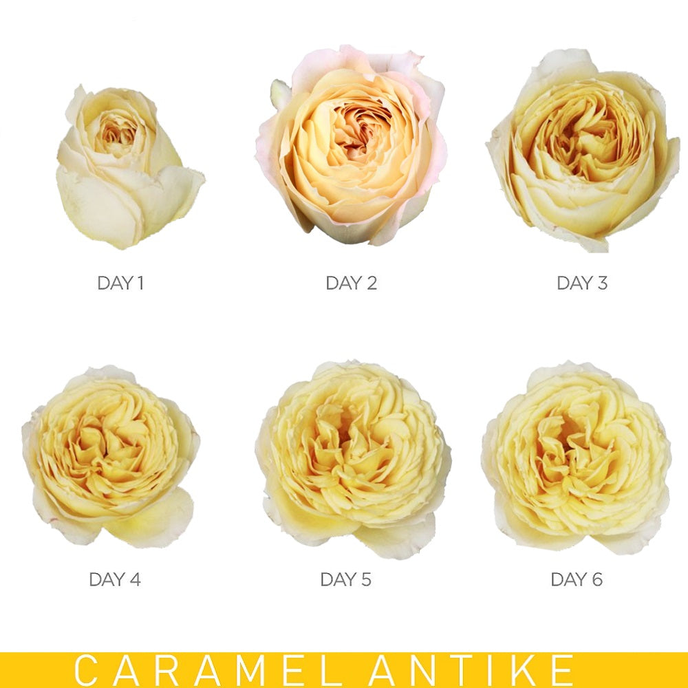 Caramel Antike Garden Roses