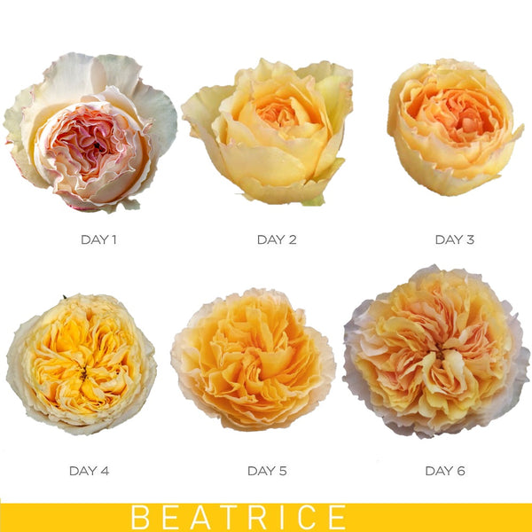 Different Types of Yellow Roses and How To Use Them in the Garden