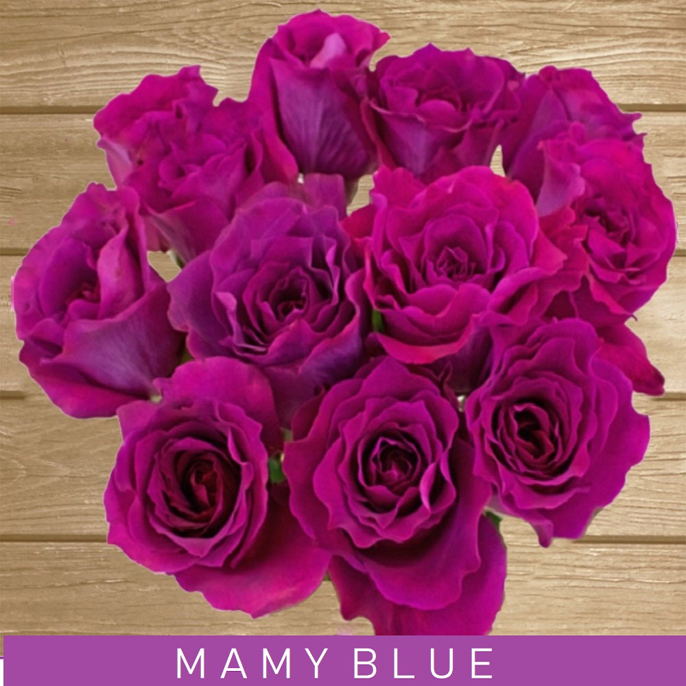 Mamy blue Garden Rose - EbloomsDirect