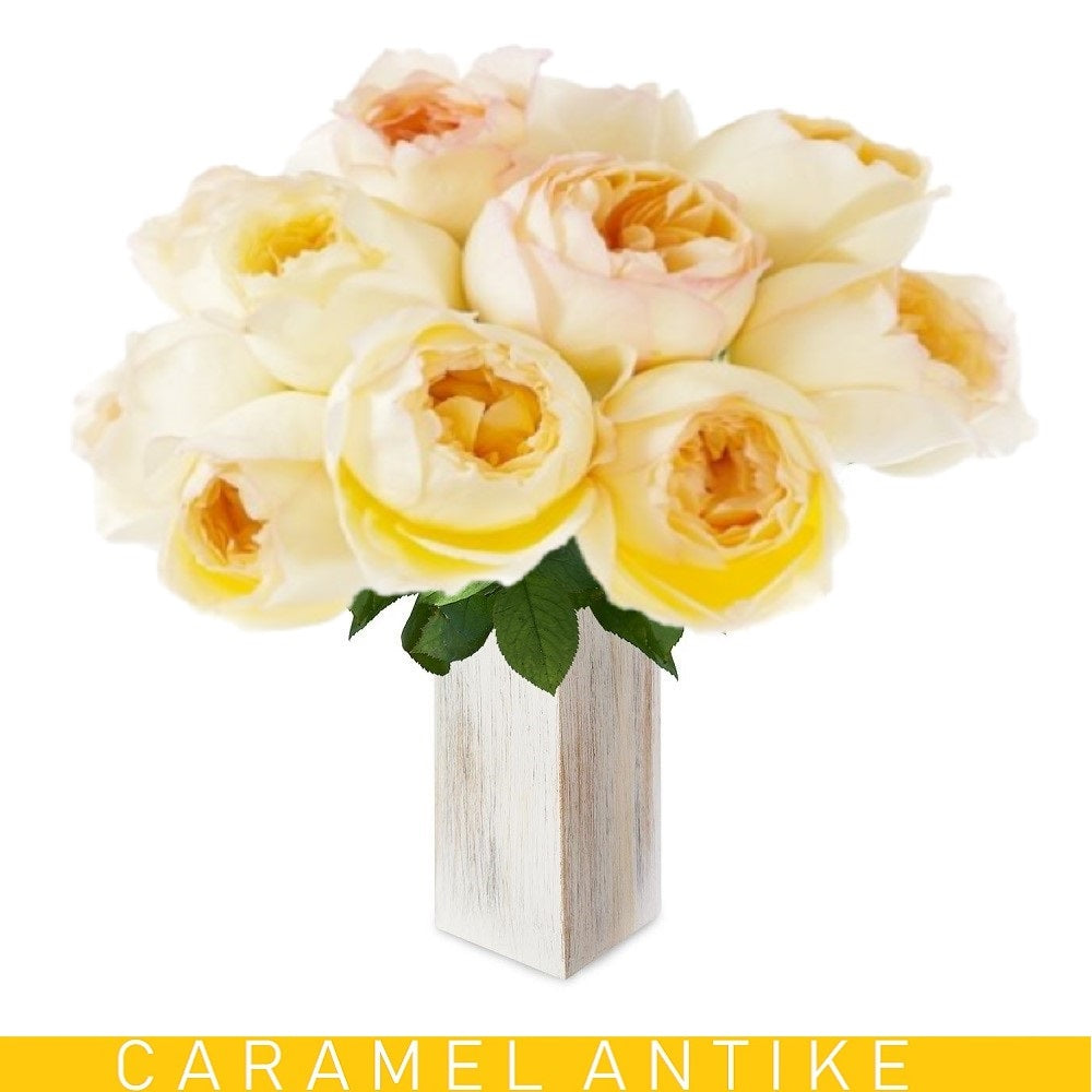 Caramel Antike Garden Roses