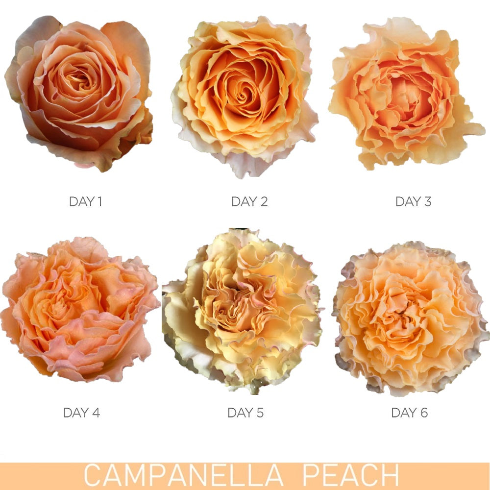 Campanella Peach Garden Rose - EbloomsDirect