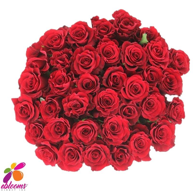 Altamira Red Rose Variety - EbloomsDirect