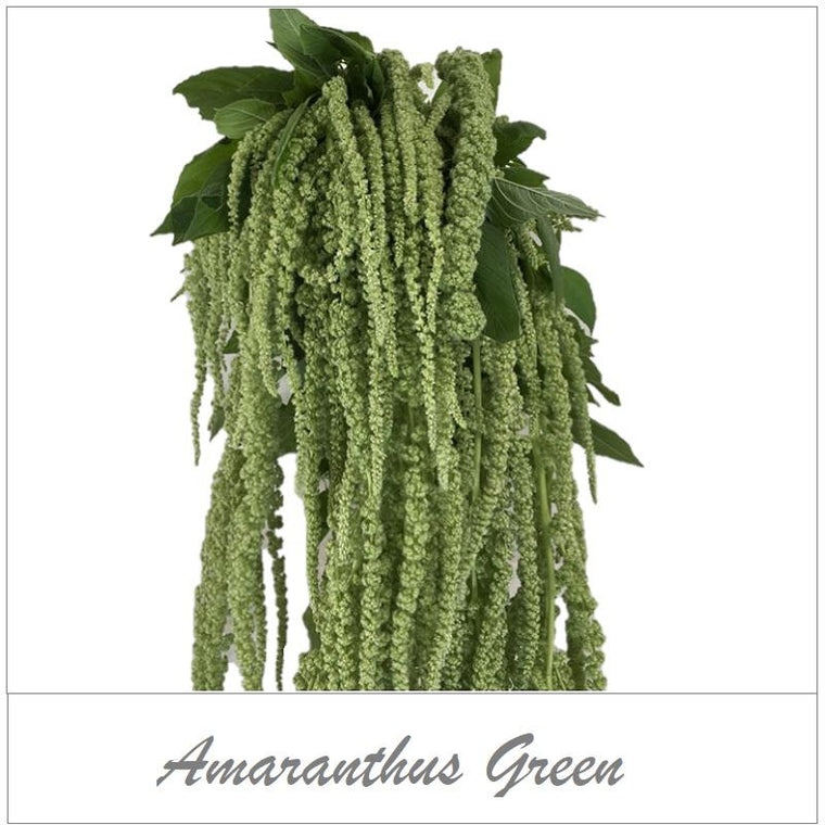 Amaranthus Green