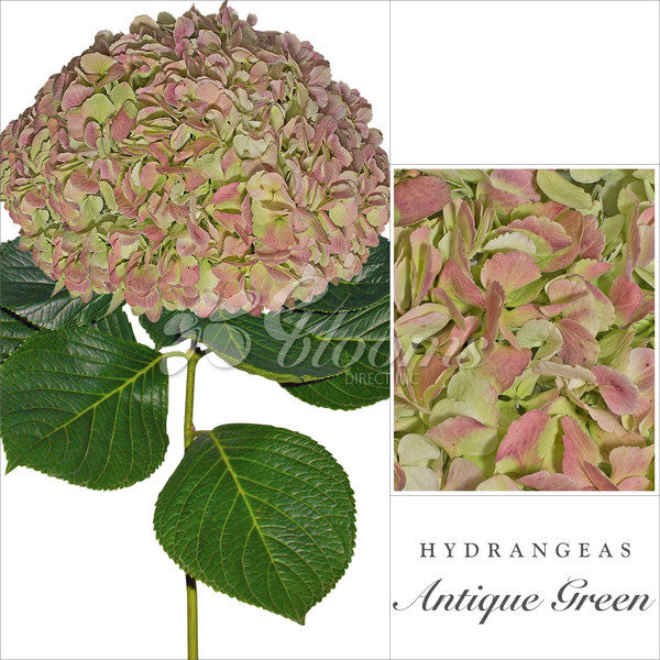 Green Hydrangea Antique  - EbloomsDirect
