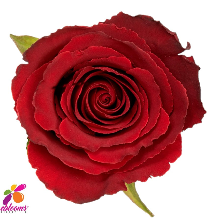 Believe Red Rose Variety - EbloomsDirect