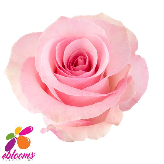 Christa Rose Variety Light Pink - EbloomsDirect – Farm Direct Inc.