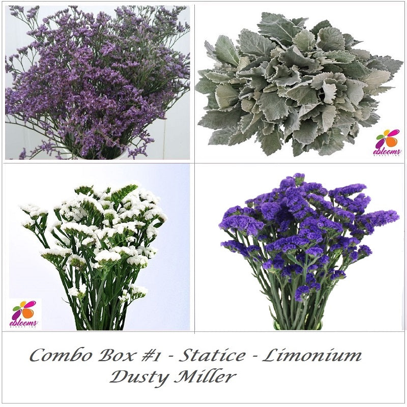 Bulk Flower Combo Box #1 - Statice Blue - Limonium -Dusty Miller - EbloomsDirect