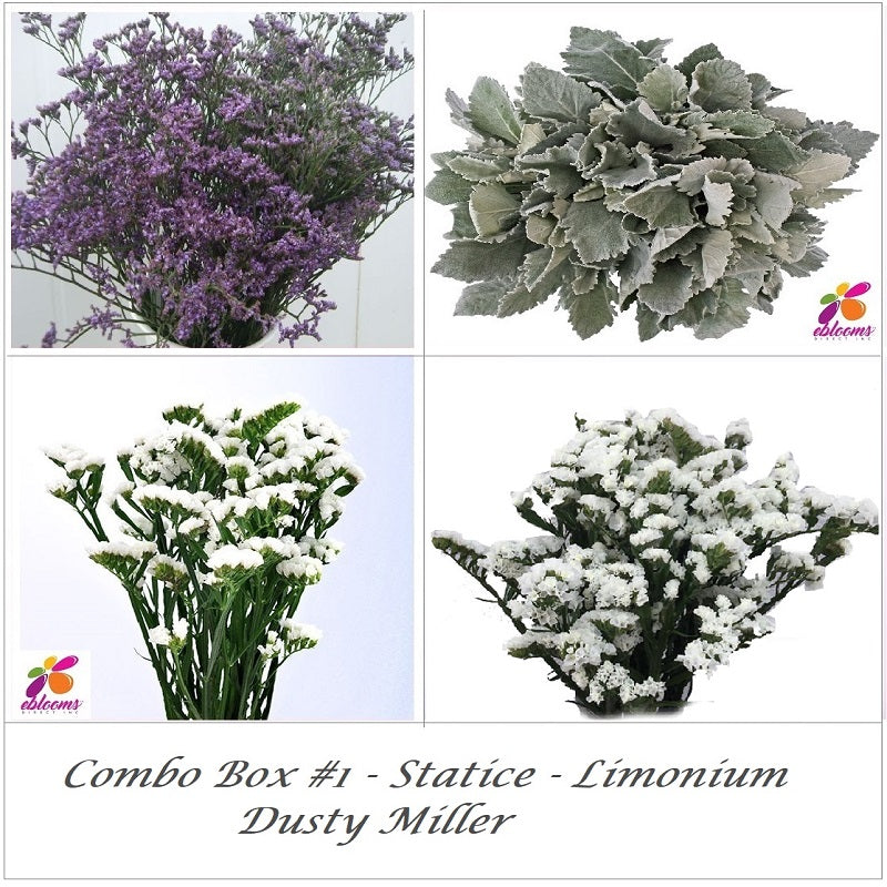 Bulk Flower Combo Box #1 - Statice White - Limonium -Dusty Miller - EbloomsDirect