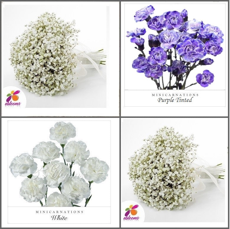 Combo box Baby's Breath and Mini Carnation Purple and White