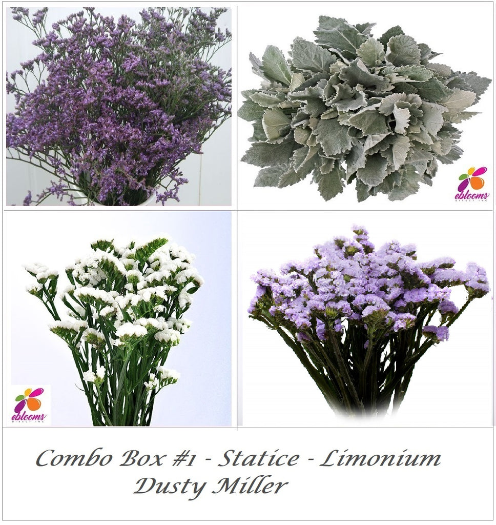 Bulk Flower Combo Box #1 - Statice Lavender - Limonium -Dusty Miller - EbloomsDirect