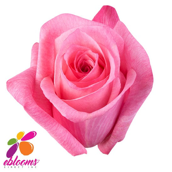 Rose Variety Pink - EbloomsDirect – Eblooms Farm Direct
