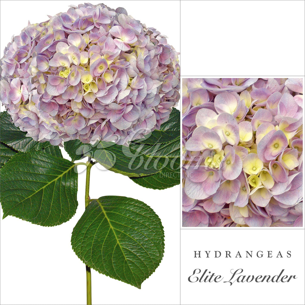 Hydrangeas Lavender