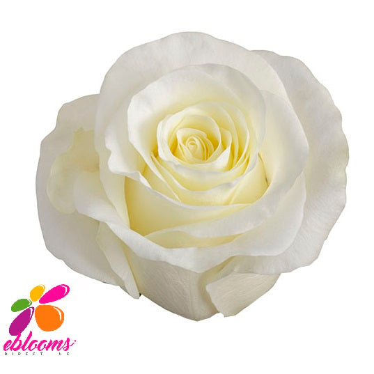 complicaciones Perceptible alivio First Lady Rose variety White - EbloomsDirect – Eblooms Farm Direct Inc.