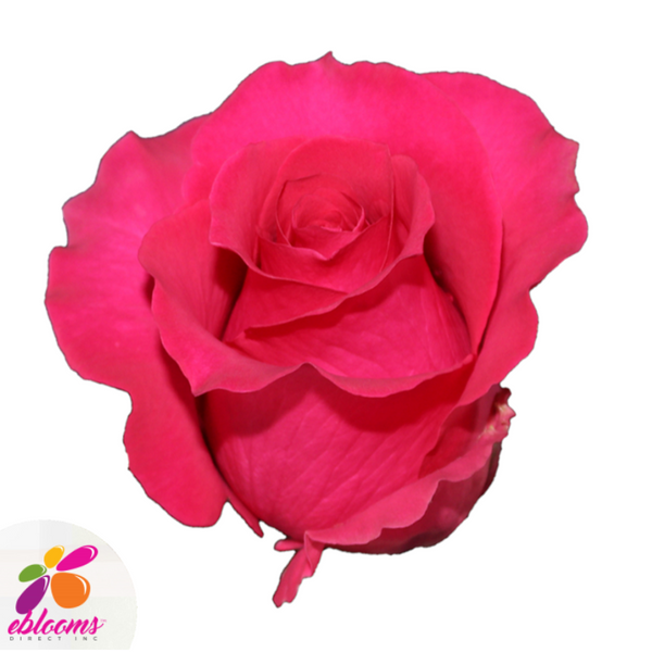 Gotcha Rose Variety Hot Pink Roses near me EbloomsDirect Eblooms