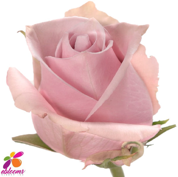 Nautica Rose Variety Eblooms Direct Eblooms Farm Direct Inc.