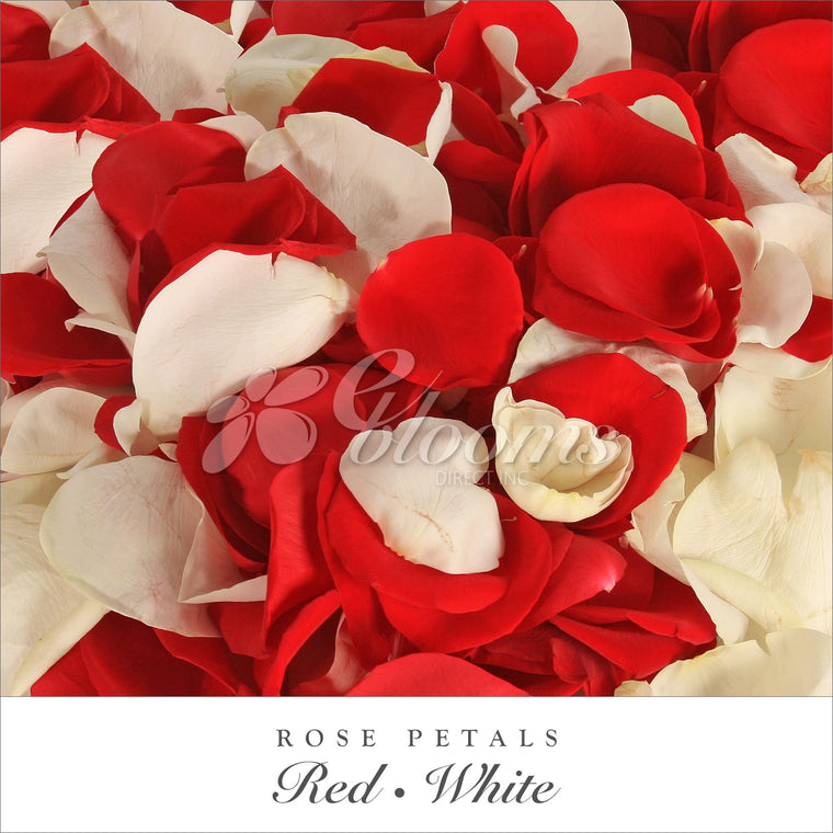 Rose Petals Red - White