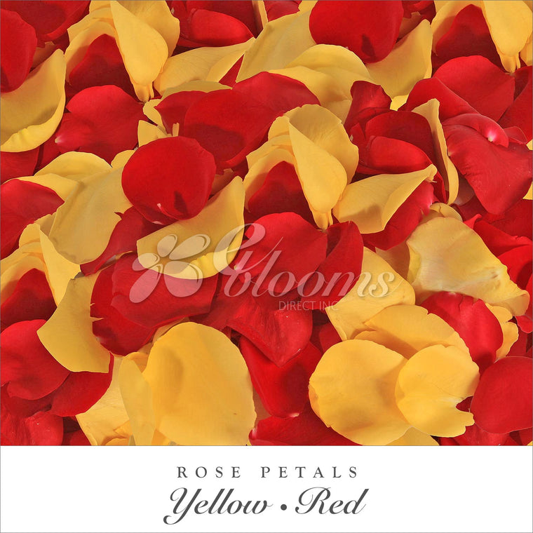 Rose Petals Yellow - Red