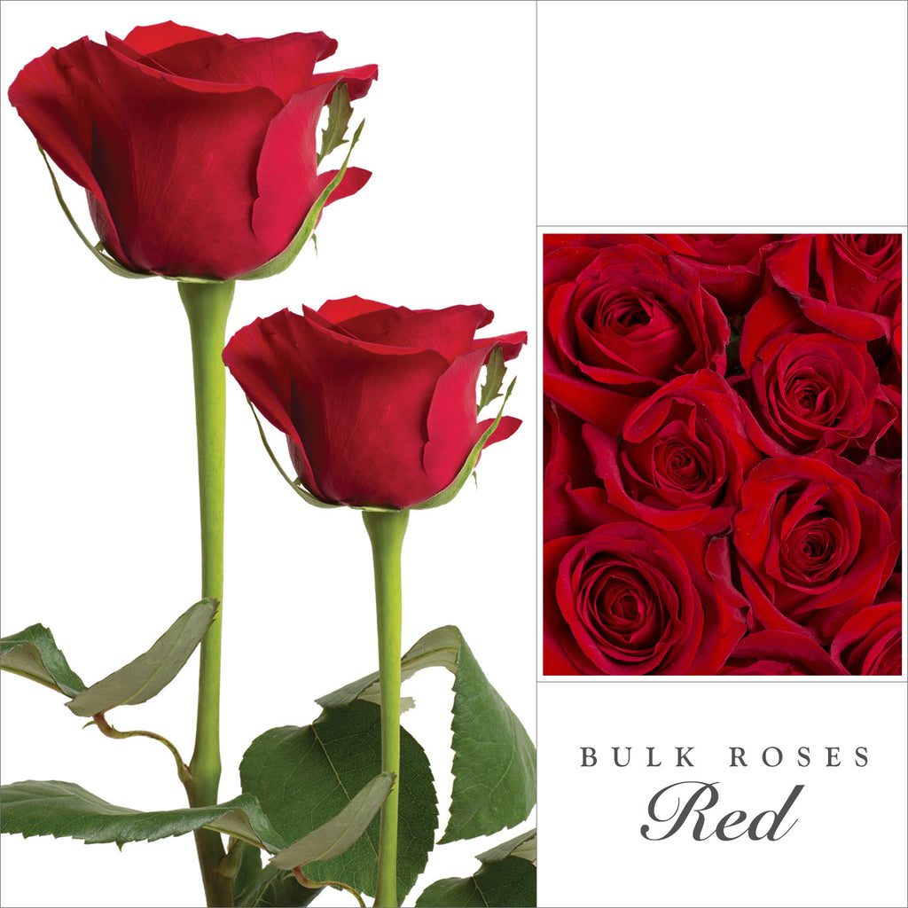 Best red roses and flower arrangements to order online for any ocassion  and Valentine's day